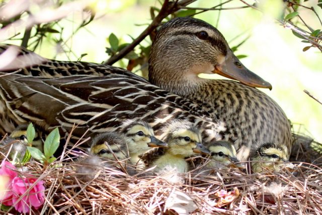 Mallards